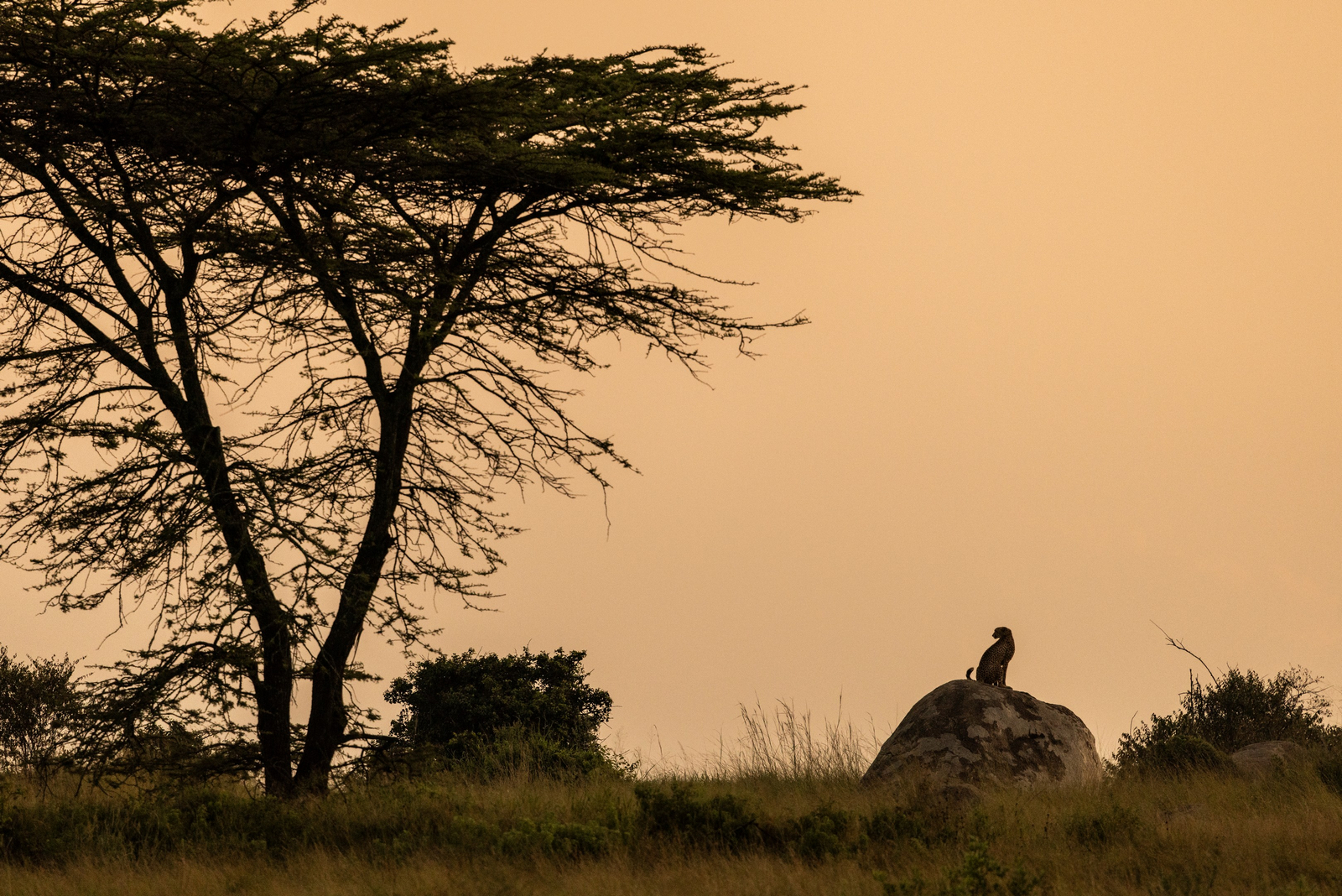 Olakira Migration Camp Olakira Migration Camp: Gepard