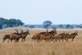 Shumba Camp Shumba Camp: Rappenantilopen