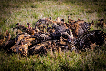 Sirikoi Lodge Sirikoi Lodge: Geier auf einem Kadaver