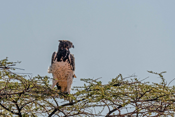 Sirikoi Lodge Sirikoi Lodge: Martial Eagle