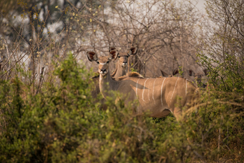 Sitatunga Private Island Camp: Riedböcke hinter Busch