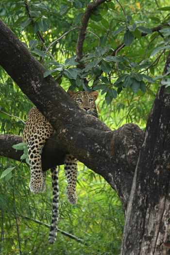 Svasara Jungle Lodge: Leopard