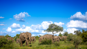 Tanda Tula Safari Camp: Schönwetterelefanten