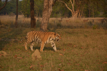 Tathastu Resort Kanha: Tiger
