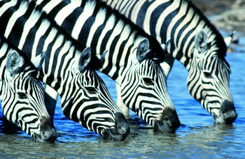 The Ekipa Etosha: Zebras