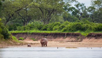 Time + Tide South Luangwa Time + Tide South Luangwa: Nilpferdkuh mit Kalb