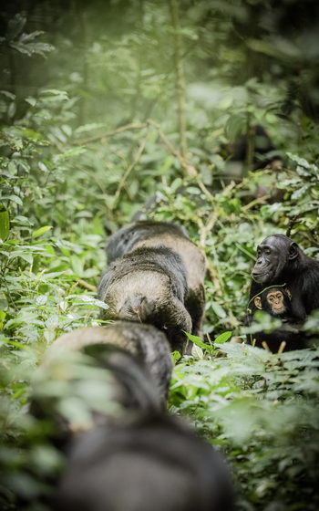Volcanoes Kyambura Gorge Lodge: Mutter und Kind