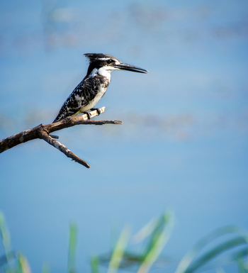 Vundu Camp Vundu Camp: Pied Kingfisher