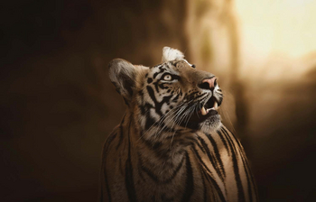 Bamboo Forest Safari Lodge: Tigerportrait