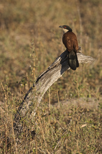 Bushcamp Company: Coppery-tailed Coucal (Centropus cupreicaudus)