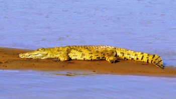 Chikunto Safari Lodge Chikunto Safari Lodge: Krokodil