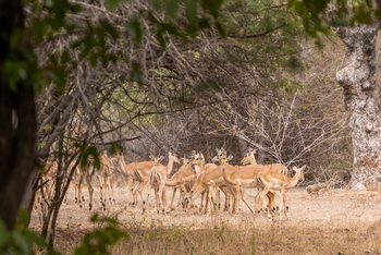 Chobe Bush Lodge Chobe Bush Lodge: Impalaherde auf dem Gelände
