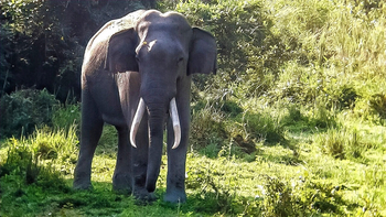 Diphlu River Lodge: Alter Tusker