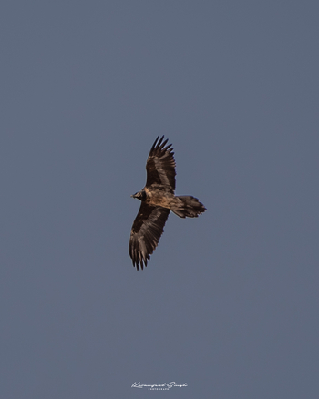 Drenmo Lodge Drenmo Lodge: Bartgeier