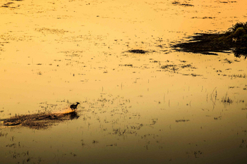 Duba Plains Camp: Red Lechwe