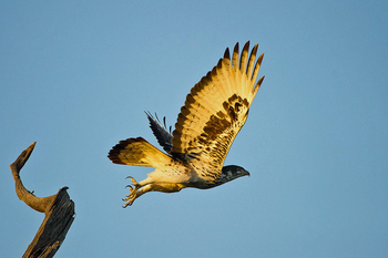 Duma Tau Camp: Adler