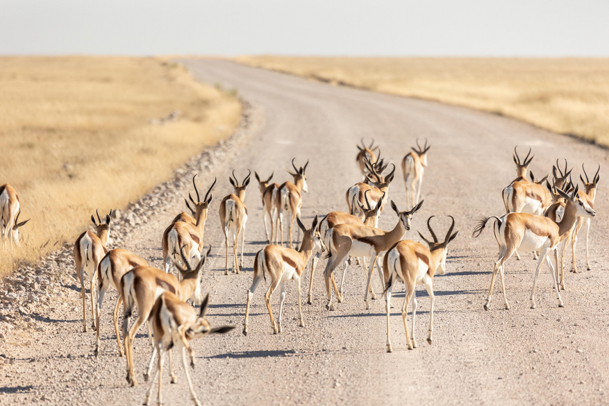 Etosha Oberland Lodge