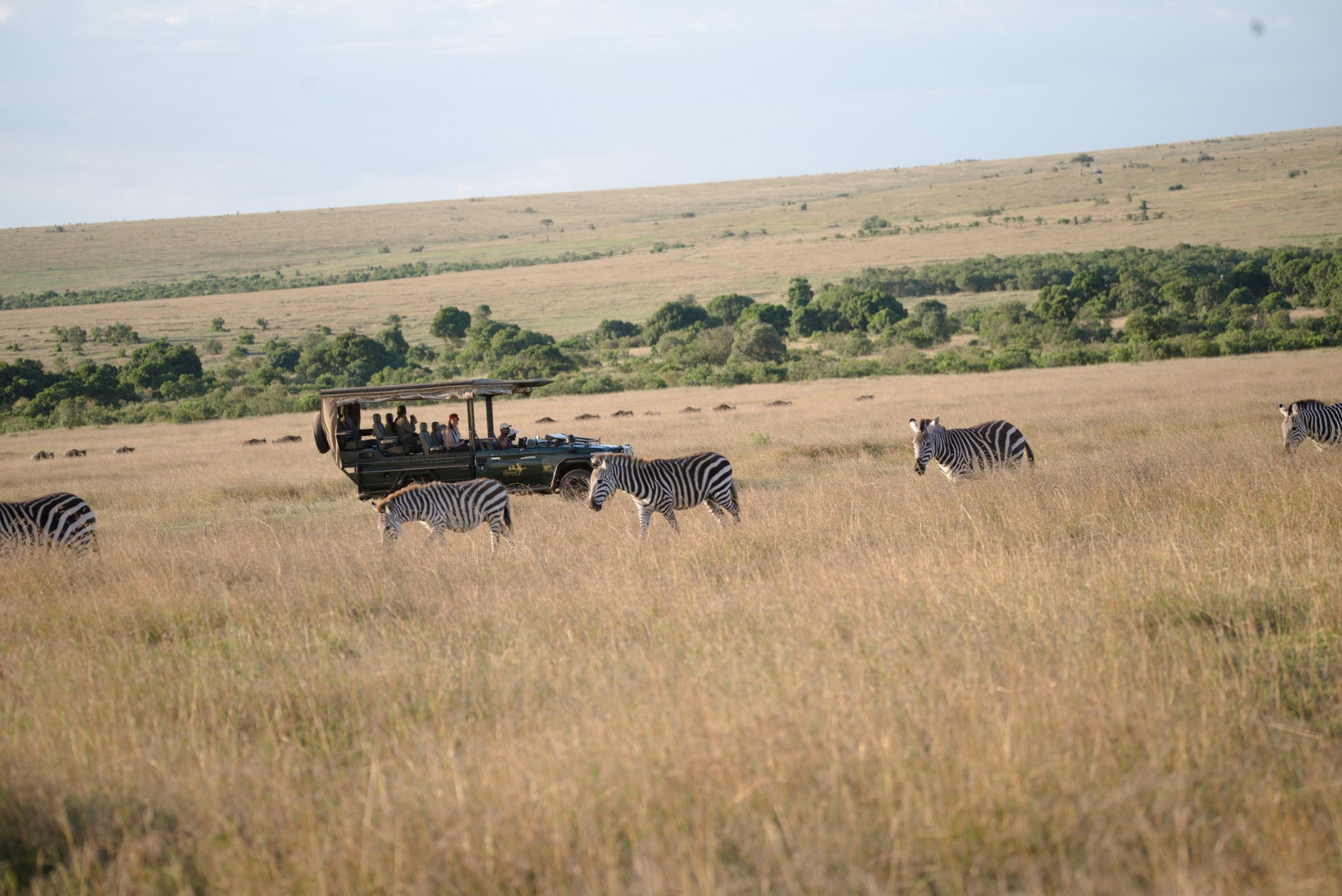 Ilkeliani Camp Ilkeliani Camp: Zebras