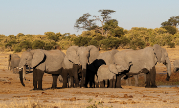 Imvelo Safaris Imvelo Safaris: Elefanten am trocknen