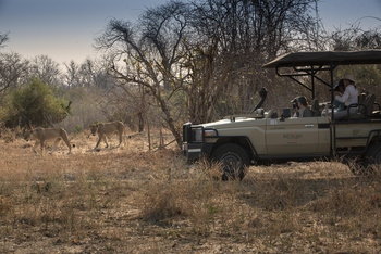 Kanga Camp: Fahrzeug und zwei Löwen