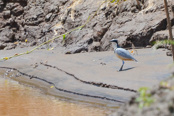 Lale's Camp: Lapwing