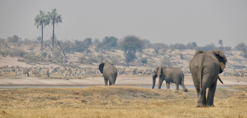 Moela Safari Lodge Moela Safari Lodge: Tiere am Boteti River