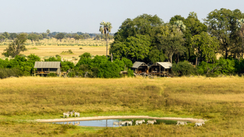 Mokolwane Camp: Zebras vor dem Camp