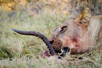 Mombo Camp: Löwin mit Beuterest