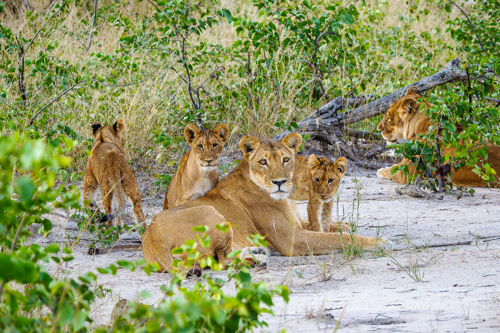Muddy Teak Camp Muddy Teak Camp: Löwenfamilie