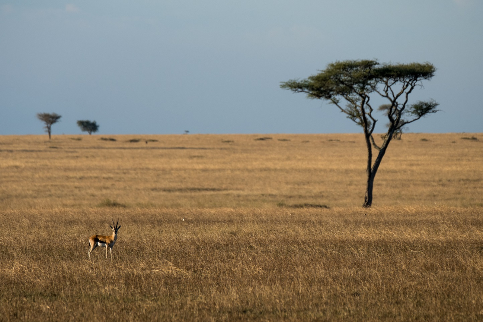 Naona Moru Camp Naona Moru Camp: Thomsongazelle