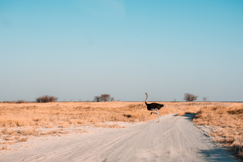 Nata Lodge Nata Lodge: Strauß