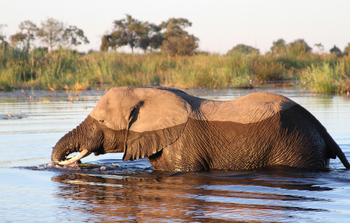 Nkasa Lupala Tented Lodge: Elefant im tiefen Wasser