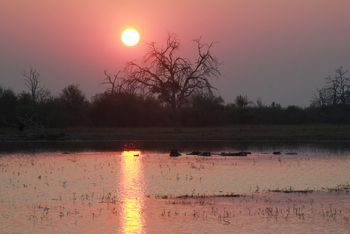 Nogatsaa Pans Chobe Lodge: Nilpferde in der Pfanne