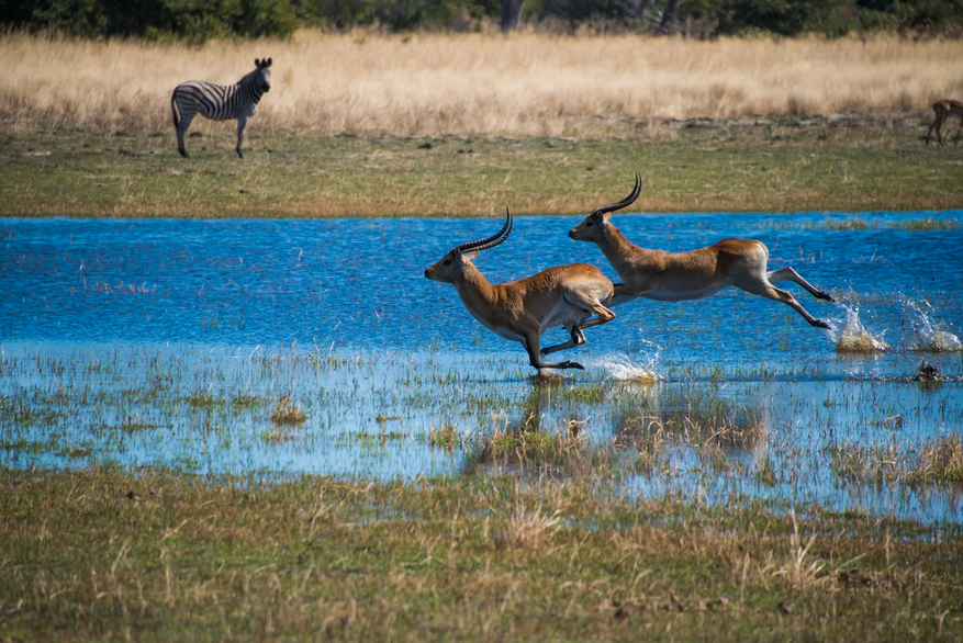 North Island Okavango Camp