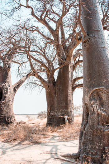 Nxai Pan Camp: Meterdicke Baobabs