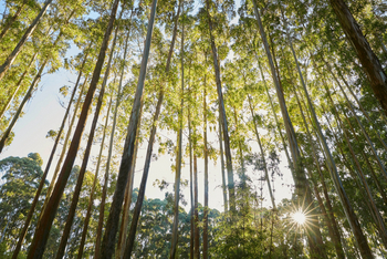 One and Only Gorilla's Nest: Bäume im Wald