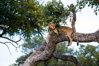 Pom Pom Camp: Ruhende Löwin