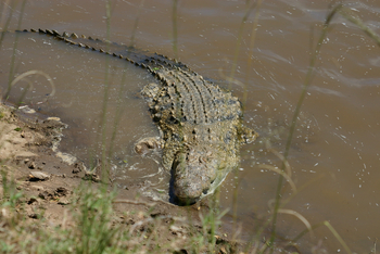 Saruni Mara Camp: Krokodil im Sumpf