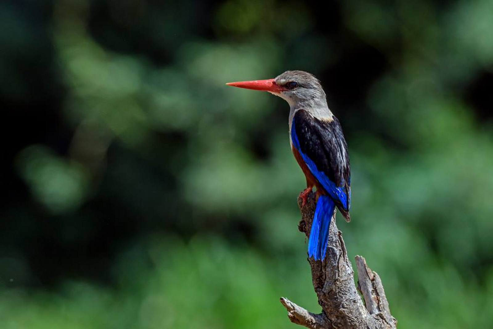 Saruni Samburu Saruni Samburu: Grey-headed Kingfisher