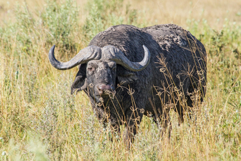 Savute Safari Lodge: Büffel