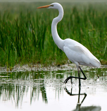 Sawai Vilas: Lake Mansarovar - Intermediate Egret