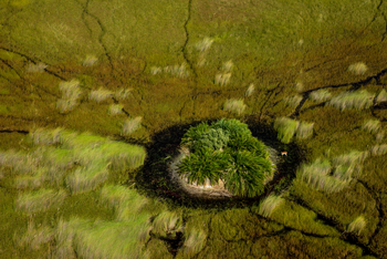 Selinda Camp: Landschaft