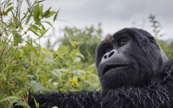 Singita Kwitonda Lodge: Gorillafrau