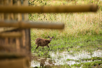 Sitatunga Private Island Camp: Sitatunga hinter Baum