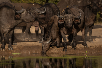 Sungani Lodge Sungani Lodge: Büffel