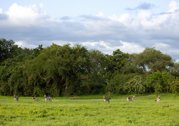 Sungani Lodge Sungani Lodge: Zebras