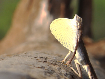 Tathastu Resort Satpura: Fan-throated Lizard
