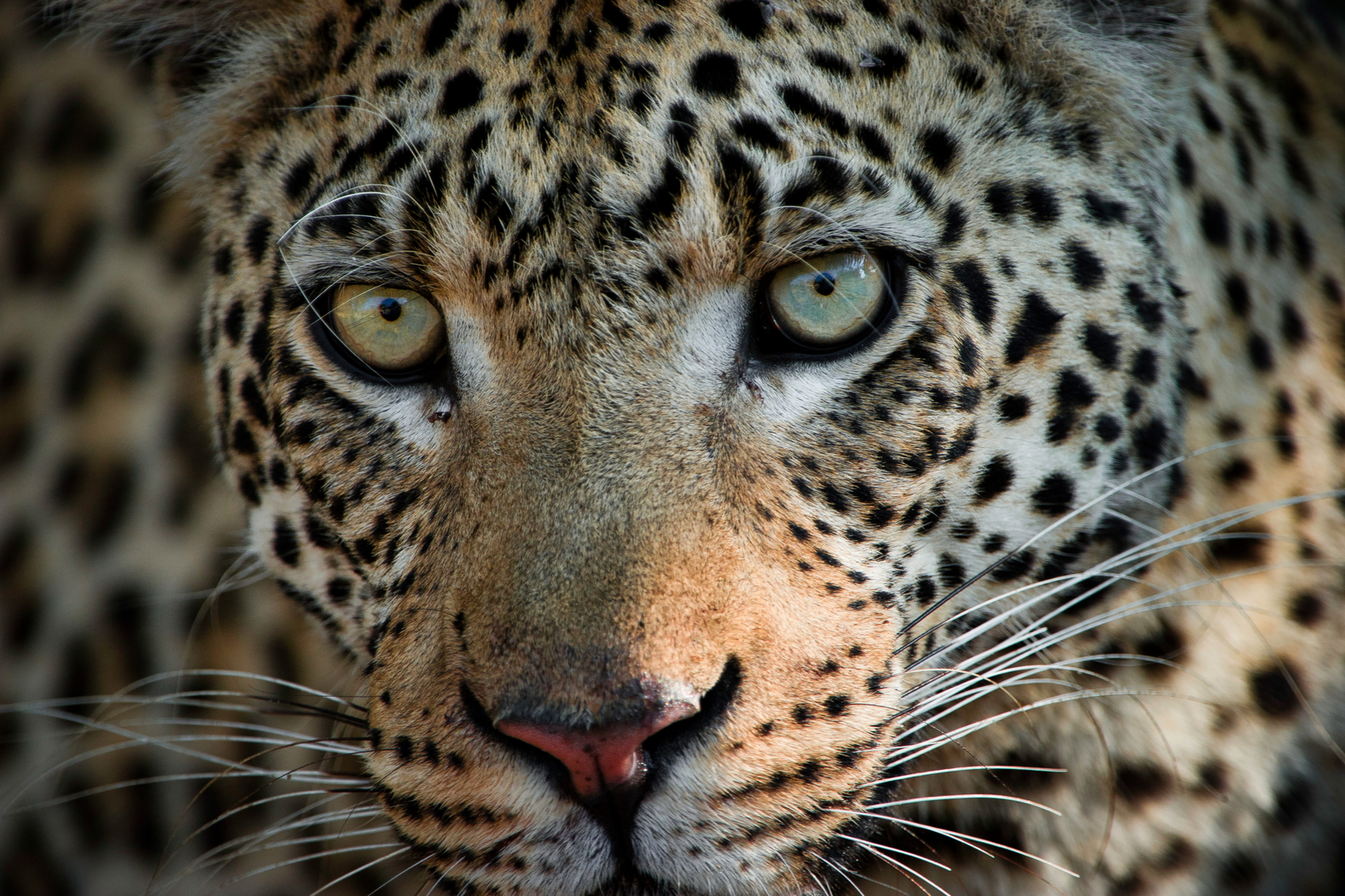 Vumbura Plains Camp Vumbura Plains Camp: Leopardengesicht