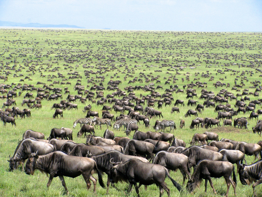 andBeyond Serengeti under Canvas