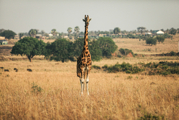 Adere Safari Lodge: Giraffe